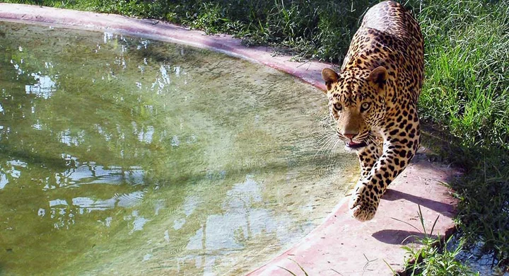 Top 5 Public Parks In Surat You Must Visit: Discover The Green Oasis 1 Sarthana nature park surat