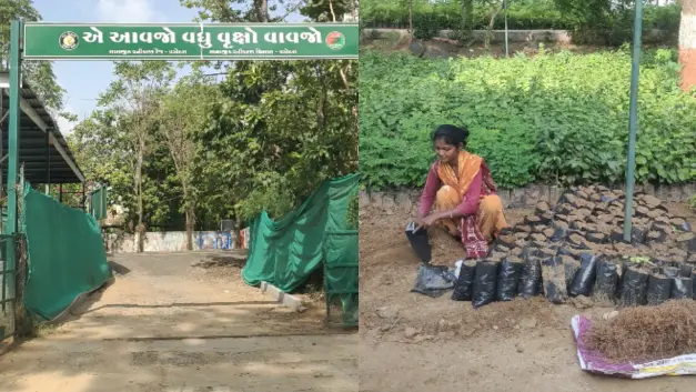 World Environment Day Special: Vadodara’S Sayajibaug Nursery Powers Green Revolution With 1.83 Lakh Saplings World environment day - vadodara sayajibaug nursery