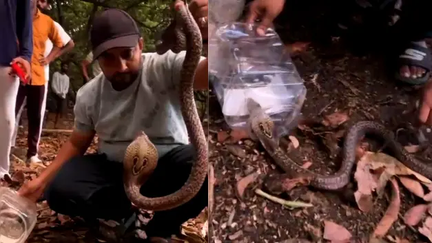 4-Foot Indian Cobra Rescued From Net In Valsad’S Palsana Village 4-foot indian cobra rescued from net in valsad's palsana village