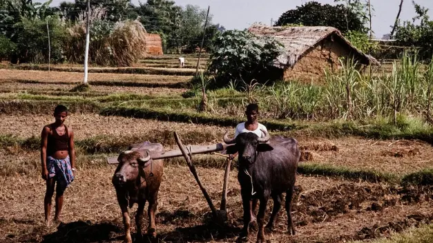 Gujarat Declares Four Districts Drought-Hit, Announces Relief For Farmers Gujarat declares four districts drought-hit, announces relief for farmers